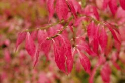 Kardinaalshoed (Euonymus Alatus) -Groene Pracht euonymus alatus 2 1