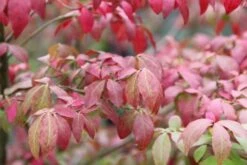 Kardinaalshoed (Euonymus Alatus 'Compactus') -Groene Pracht euonymus alatus compactus 3