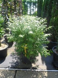 Kardinaalshoed (Euonymus Alatus 'Compactus') -Groene Pracht euonymus alatus compactus 80 100 c18