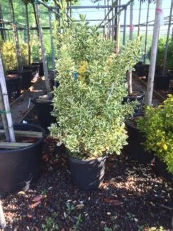 Kardinaalshoed (Euonymus Japonicus 'Bravo') 12 Kardinaalshoed (Euonymus Japonicus 'Bravo') -Groene Pracht euonymus japonica bravo 80100