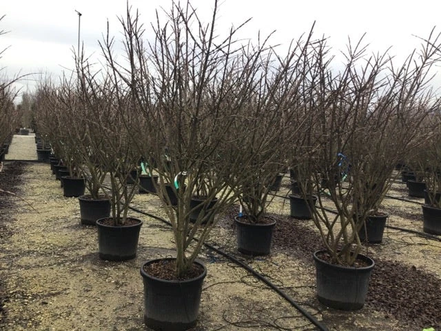 Meerstammige Kardinaalshoed (Euonymus Alatus) 6 Meerstammige Kardinaalshoed (Euonymus Alatus) - Afbeelding 4