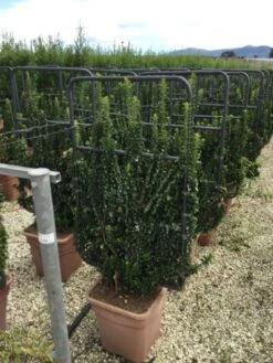 Kardinaalsmuts Als Leivorm (Euonymus Japonicus 'Benkomasaki')