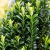 Kardinaalshoed (Euonymus Japonicus 'Green Spire') -Groene Pracht euonymusjapgreenspirev01 2