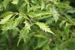 Varenbeuk (Fagus Syvatica 'Asplenifolia' ) 12 Varenbeuk (Fagus Syvatica 'Asplenifolia' ) -Groene Pracht fagus syl. aspleniifolia 1