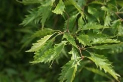 Varenbeuk (Fagus Syvatica 'Asplenifolia' ) 10 Varenbeuk (Fagus Syvatica 'Asplenifolia' ) -Groene Pracht fagus syl. aspleniifolia 2