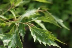 Varenbeuk (Fagus Syvatica 'Asplenifolia' ) 11 Varenbeuk (Fagus Syvatica 'Asplenifolia' ) -Groene Pracht fagus syl. aspleniifolia 3