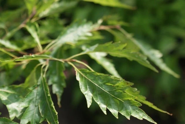 Varenbeuk (Fagus Syvatica 'Asplenifolia' ) 6 Varenbeuk (Fagus Syvatica 'Asplenifolia' ) - Afbeelding 5