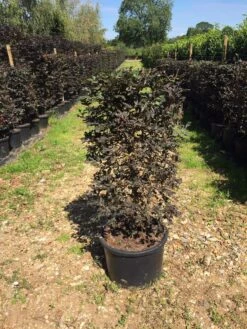 Rode Beukenhaag Als Haagelement (Fagus Sylvatica 'Atropunicea') -Groene Pracht fagus syl. atropunicea 100x45x45cm pot 1