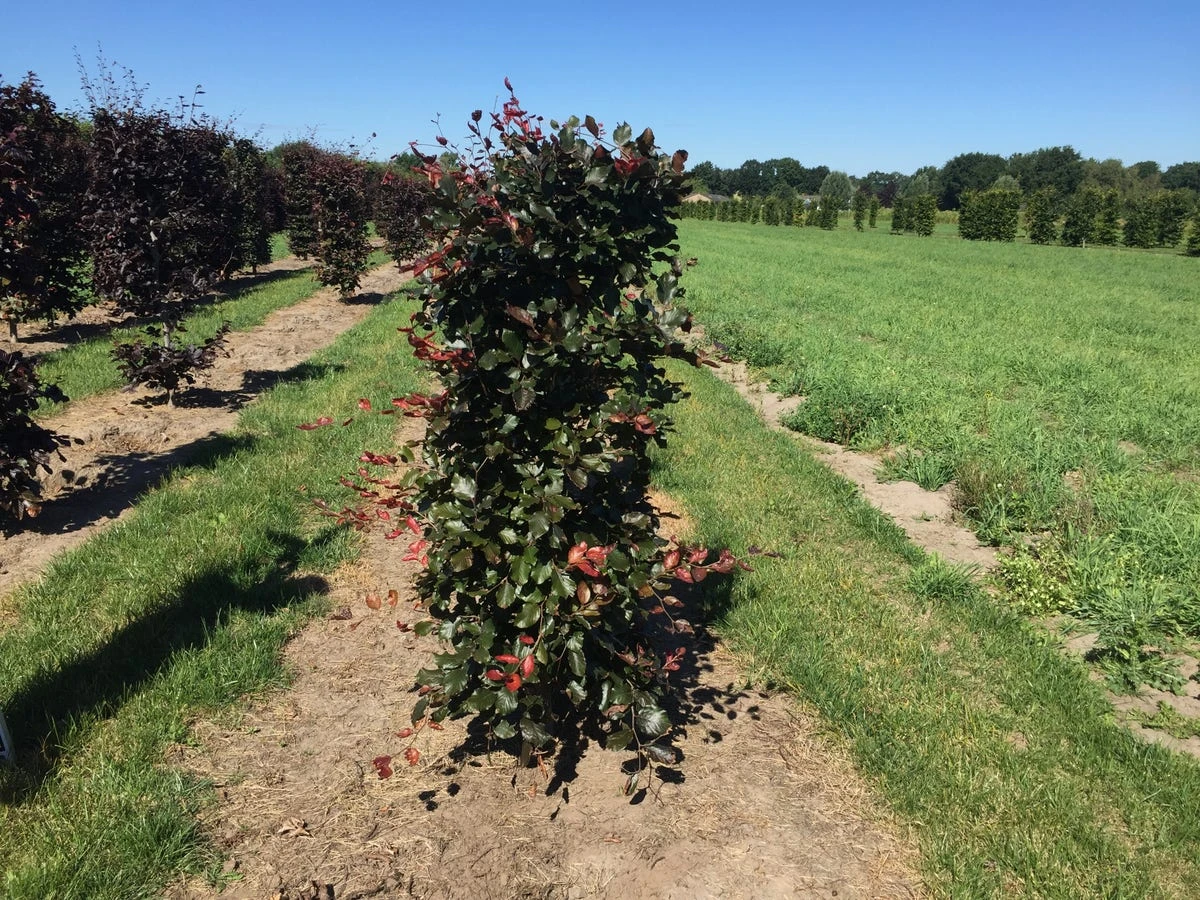 Rode Beukenhaag Als Haagelement (Fagus Sylvatica 'Atropunicea') - Afbeelding 12