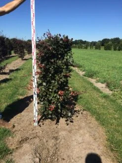 Rode Beukenhaag Als Haagelement (Fagus Sylvatica 'Atropunicea') -Groene Pracht fagus syl. atropunicea 125 x 50 x 50 cm drkl haagelement 2 1