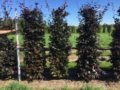 Rode Beukenhaag Als Haagelement (Fagus Sylvatica 'Atropunicea') -Groene Pracht fagus syl. atropunicea 200 x 50 x 50 cm drkl haagelement 1