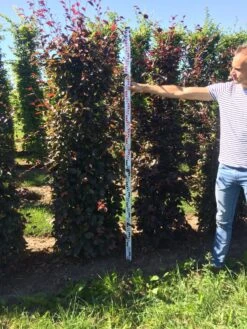 Rode Beukenhaag Als Haagelement (Fagus Sylvatica 'Atropunicea') -Groene Pracht fagus syl. atropunicea 200 x 50 x 50 cm drkl haagelement 2