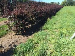 Rode Beukenhaag Als Haagelement (Fagus Sylvatica 'Atropunicea') -Groene Pracht fagus syl. atropunicea 80 x 50 x 50 cm drkl haagelement 1 1