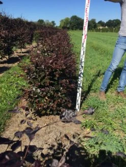 Rode Beukenhaag Als Haagelement (Fagus Sylvatica 'Atropunicea') -Groene Pracht fagus syl. atropunicea 80 x 50 x 50 cm drkl haagelement 2