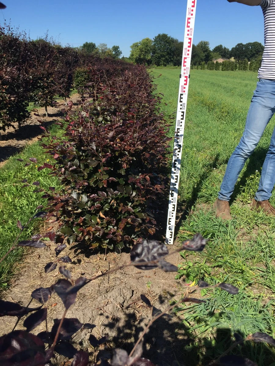 Rode Beukenhaag Als Haagelement (Fagus Sylvatica 'Atropunicea') - Afbeelding 8