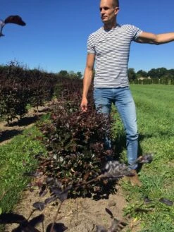 Rode Beukenhaag Als Haagelement (Fagus Sylvatica 'Atropunicea') -Groene Pracht fagus syl. atropunicea 80 x 50 x 50 cm drkl haagelement 3