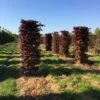 Rode Beukenhaag Als Haagelement (Fagus Sylvatica 'Atropunicea') -Groene Pracht fagus sylv. atopunicea h225x60x60cm 2
