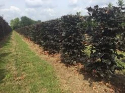 Rode Beukenhaag Als Haagelement (Fagus Sylvatica 'Atropunicea') -Groene Pracht fagus sylv. atropunicea h125x50x50cm 1