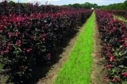 Rode Beukenhaag Als Haagelement (Fagus Sylvatica 'Atropunicea') -Groene Pracht fagus sylv.atropunicea