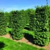 Beukenhaag Als Haagelement (Fagus Sylvatica) -Groene Pracht fagus sylvatica 1