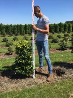Beukenhaag Als Haagelement (Fagus Sylvatica) -Groene Pracht fagus sylvatica 100 x 50 x 50 cm drkl haagelement 2