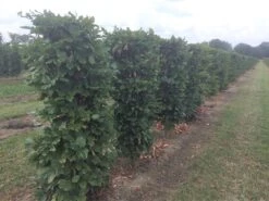 Beukenhaag Als Haagelement (Fagus Sylvatica) -Groene Pracht fagus sylvatica 120 x 50 x 50 cm drkl haagelement