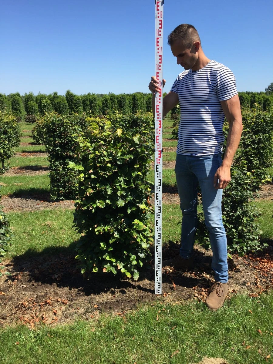 Beukenhaag Als Haagelement (Fagus Sylvatica) - Afbeelding 9