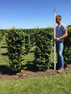 Beukenhaag Als Haagelement (Fagus Sylvatica) 26 Beukenhaag Als Haagelement (Fagus Sylvatica) -Groene Pracht fagus sylvatica 150 x 50 x 50 cm drkl haagelement 2 1