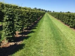 Beukenhaag Als Haagelement (Fagus Sylvatica) -Groene Pracht fagus sylvatica 180 x 50 x 50 cm drkl haagelement 1