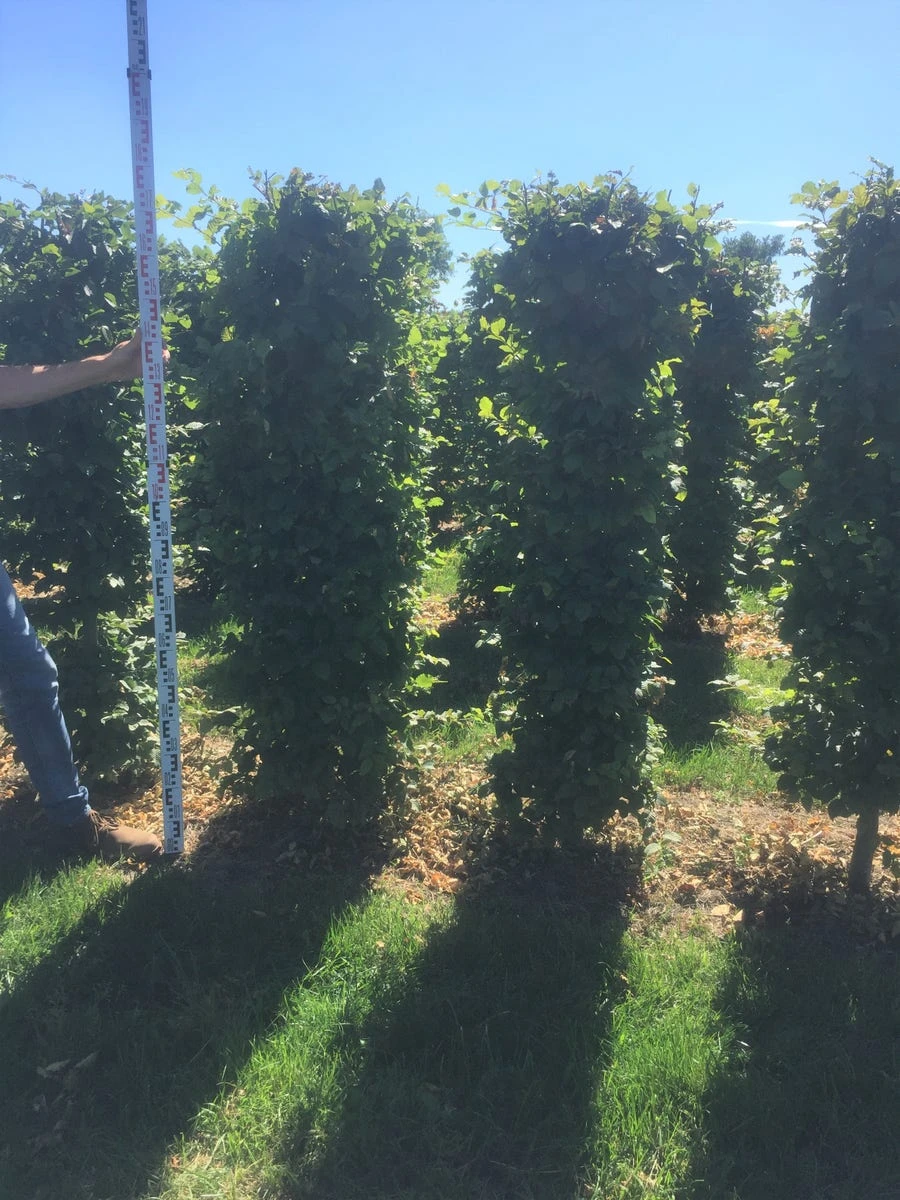 Beukenhaag Als Haagelement (Fagus Sylvatica) 15 Beukenhaag Als Haagelement (Fagus Sylvatica) - Afbeelding 13