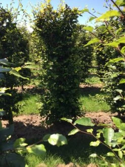 Beukenhaag Als Haagelement (Fagus Sylvatica) 29 Beukenhaag Als Haagelement (Fagus Sylvatica) -Groene Pracht fagus sylvatica 200 x 50 x 50 cm drkl haagelement 1