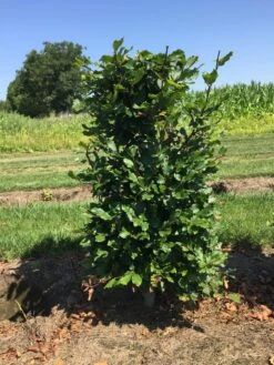 Beukenhaag Als Haagelement (Fagus Sylvatica) 20 Beukenhaag Als Haagelement (Fagus Sylvatica) -Groene Pracht fagus sylvatica 80 x 50 x 50 cm drkl haagelement 1