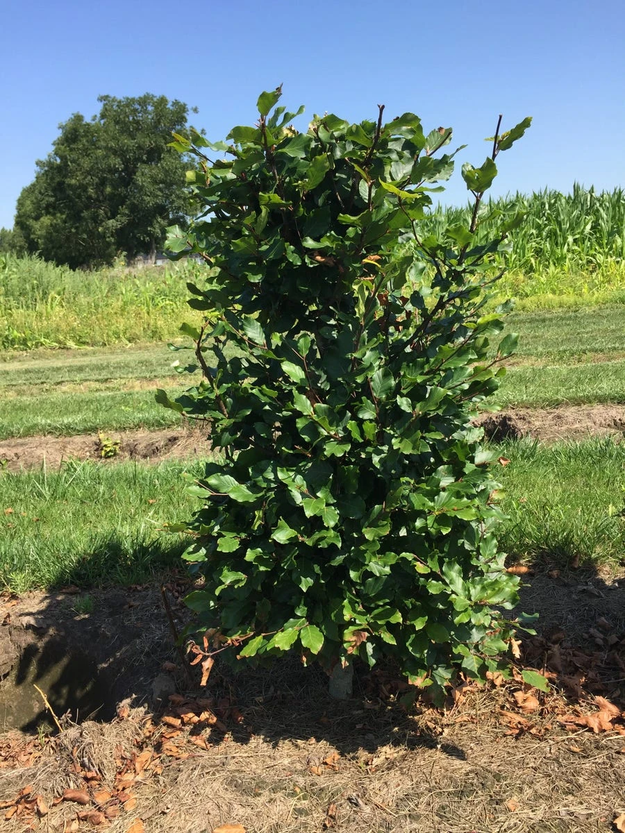 Beukenhaag Als Haagelement (Fagus Sylvatica) 7 Beukenhaag Als Haagelement (Fagus Sylvatica) - Afbeelding 5