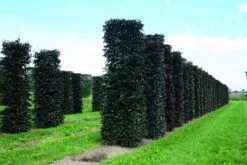 Rode Beukenhaag Als Haagelement (Fagus Sylvatica 'Atropunicea') -Groene Pracht fagus sylvatica atropunicea 1