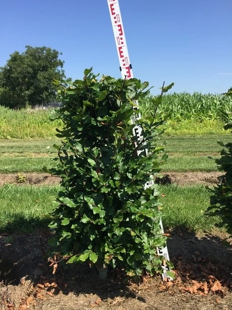 Beukenhaag Als Haagelement (Fagus Sylvatica) 6 Beukenhaag Als Haagelement (Fagus Sylvatica) - Afbeelding 4