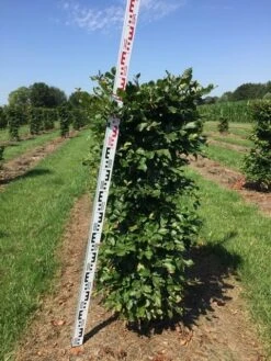 Beukenhaag Als Haagelement (Fagus Sylvatica) 18 Beukenhaag Als Haagelement (Fagus Sylvatica) -Groene Pracht fagus sylvatica h125x50x50 cm 2 1