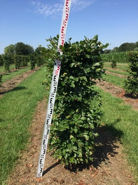 Beukenhaag Als Haagelement (Fagus Sylvatica) 5 Beukenhaag Als Haagelement (Fagus Sylvatica) - Afbeelding 3