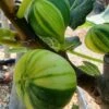 Vijg (Ficus Carica 'Panache') 1 Vijg (Ficus Carica 'Panache') -Groene Pracht ficus caira panachee 1