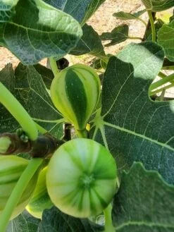 Vijg (Ficus Carica 'Panache') 10 Vijg (Ficus Carica 'Panache') -Groene Pracht ficus caira panachee 2
