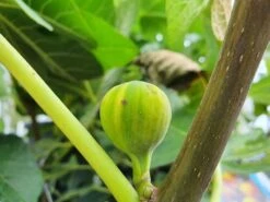 Vijg (Ficus Carica 'Panache') 11 Vijg (Ficus Carica 'Panache') -Groene Pracht ficuscaricapanache01