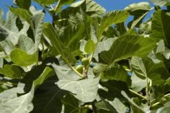 Vijg (Ficus Carica 'Panache') 12 Vijg (Ficus Carica 'Panache') -Groene Pracht ficuscaricavi