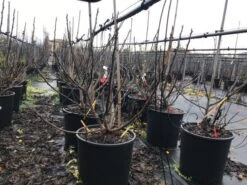 Vijg (Ficus Carica 'Panache') 13 Vijg (Ficus Carica 'Panache') -Groene Pracht ficuspanache