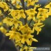 Bloeiende Haag, Hoog 1 Bloeiende Haag, Hoog -Groene Pracht forsythia 1