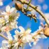 Amandelboom (Prunus Dulcis) 1 Amandelboom (Prunus Dulcis) -Groene Pracht fotolia 100958242 s