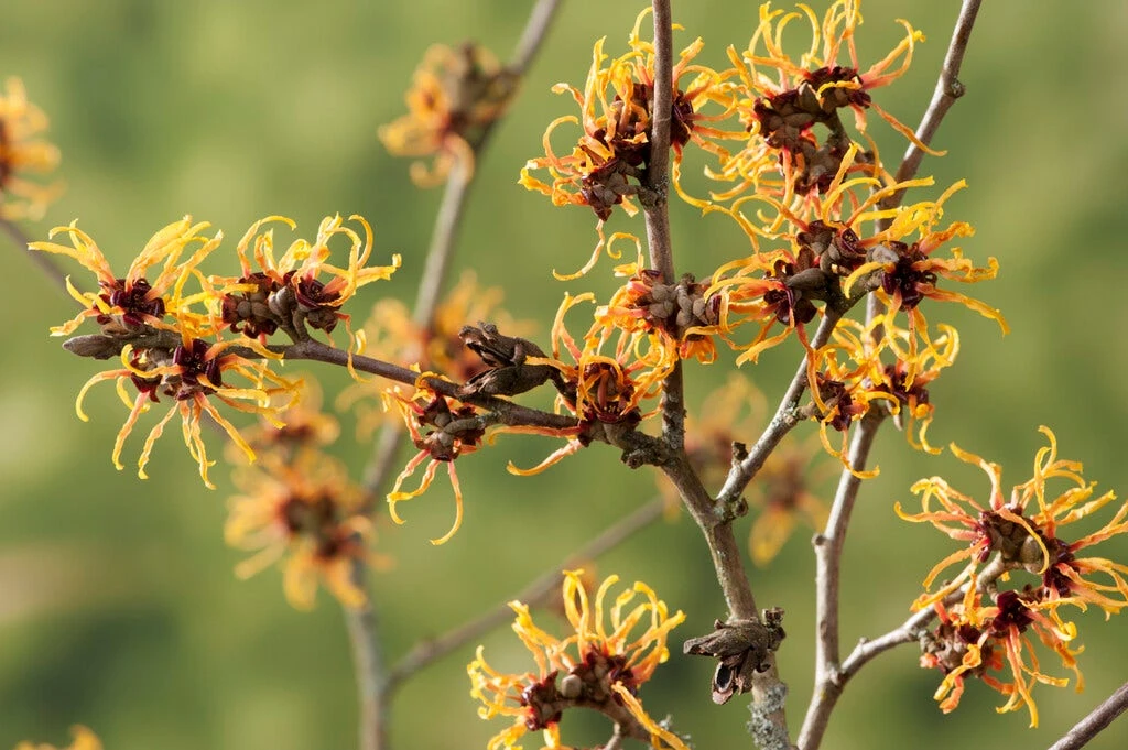 Toverhazelaar (Hamamelis Intermedia 'Orange Beauty') 4 Toverhazelaar (Hamamelis Intermedia 'Orange Beauty') - Afbeelding 2