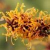 Toverhazelaar (Hamamelis Intermedia 'Orange Beauty') 2 Toverhazelaar (Hamamelis Intermedia 'Orange Beauty') -Groene Pracht gaar00220