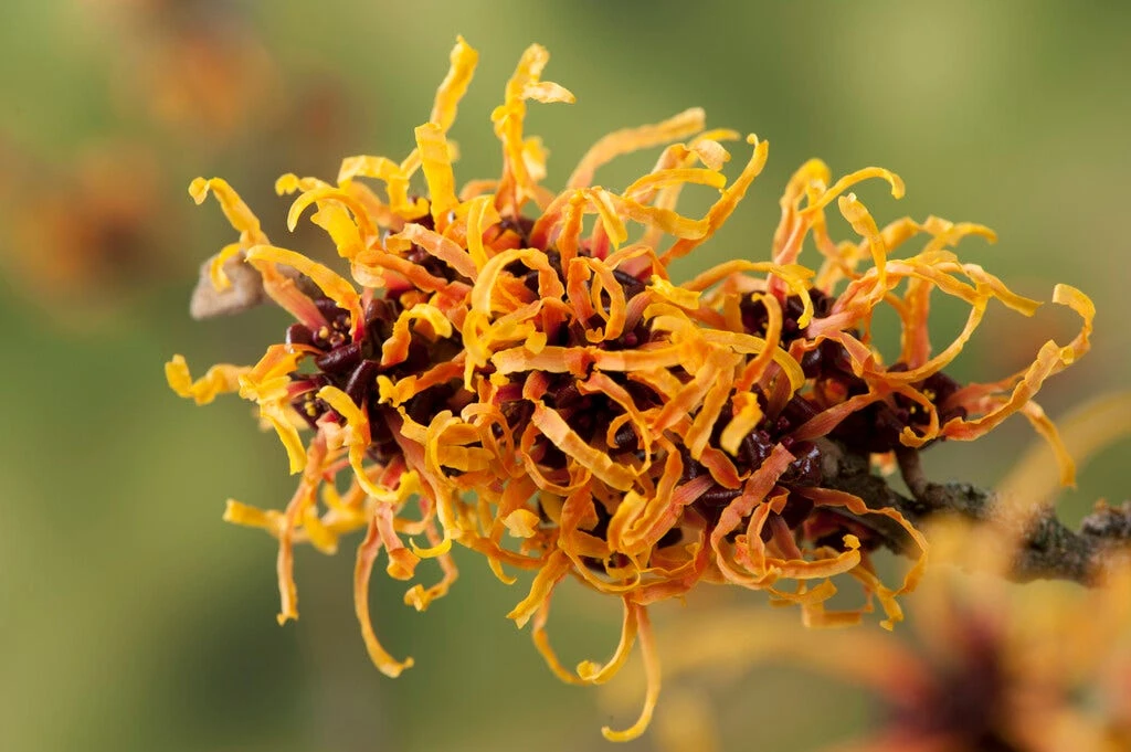 Toverhazelaar (Hamamelis Intermedia 'Orange Beauty') 3 Toverhazelaar (Hamamelis Intermedia 'Orange Beauty')