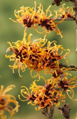 Toverhazelaar (Hamamelis Intermedia 'Orange Beauty') 7 Toverhazelaar (Hamamelis Intermedia 'Orange Beauty') -Groene Pracht gaar00221