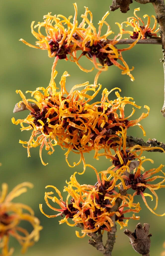Toverhazelaar (Hamamelis Intermedia 'Orange Beauty') 5 Toverhazelaar (Hamamelis Intermedia 'Orange Beauty') - Afbeelding 3