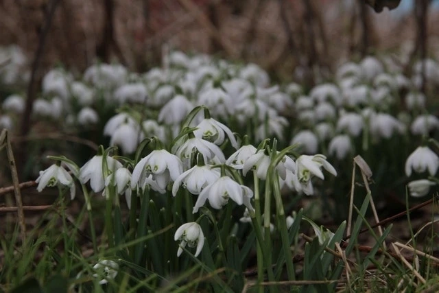 Sneeuwklokjes (Galanthus Nivalis 'Flore Pleno') 2 Sneeuwklokjes (Galanthus Nivalis 'Flore Pleno')